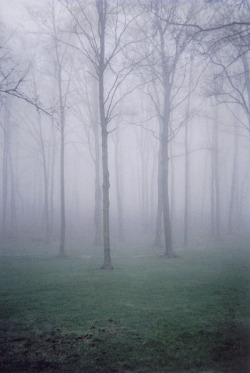 4nimalparty:  foggy