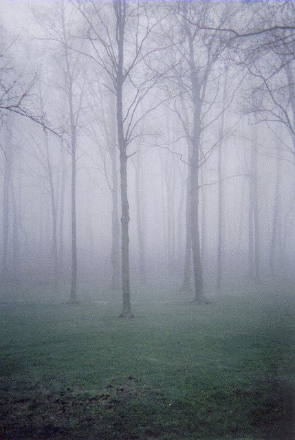 4nimalparty:  foggy adult photos