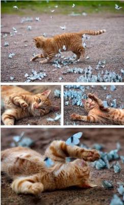 puppiesnkittens:  Basking In Butterflies http://ift.tt/17xp4yF 