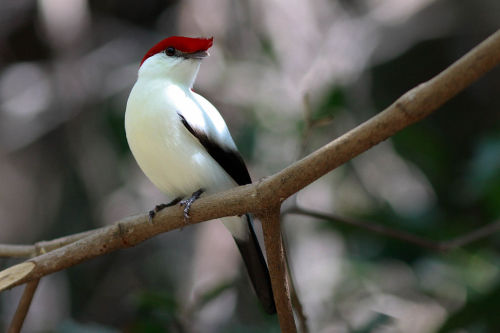 Pffffffft. Evolution was putting mohawks on the manakins way before it was cool. Source: Wikimedia C