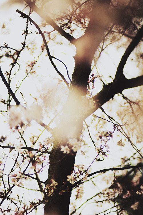 wolf-teeth:  Kensington Gardens II (by Ella Ruth) 