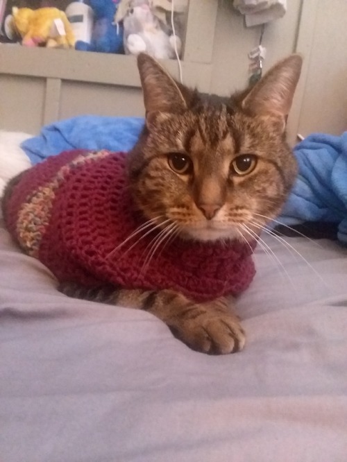 not-dirk-strider:I made my cat a sweater, here’s some of the highlights from the mini photosho