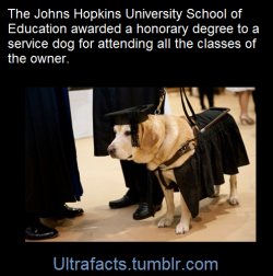 ultrafacts:  The Johns Hopkins University School of Education had an unlikely graduate in 2013. When Carlos Mora received his Masters of Science in Counseling, his service dog, Kirsch, was awarded an honorary degree for having attended all of his owner’s