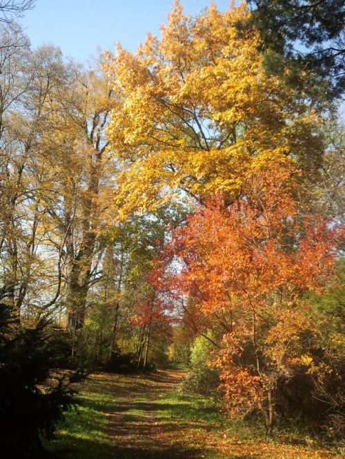 #Poland, #Krasiczyn #Castle #Autumn in the #Park#Zamek Krasiczyn, #Jesień w parku