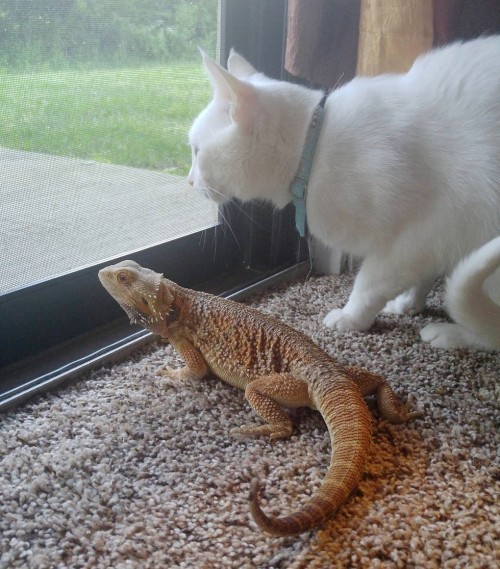 catsbeaversandducks:Mr. Baby the Cat and Miss Charles the Bearded DragonThese two friends couldn’t l