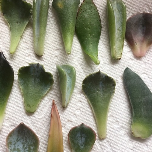 theoldnord: New babies