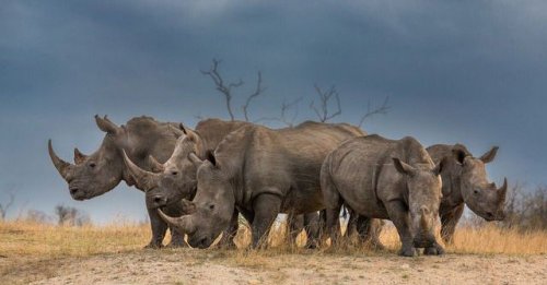 Porn funnywildlife:  World Rhino Day -   Rhinos photos