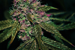 cannaweed420:  Grow your own cannabis - Click here