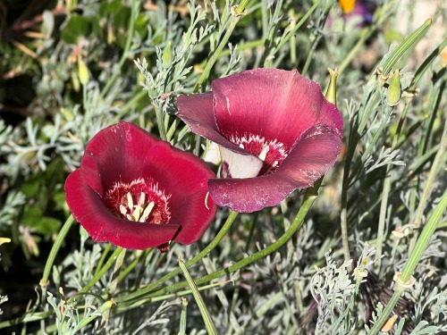 Calochortus venustusCalifornia has many species of Calochortus, commonly called Mariposa Lilies. The