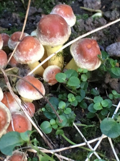 My family found these little boys at Stourhead! I thought they were acorns at first.[submitted by @p