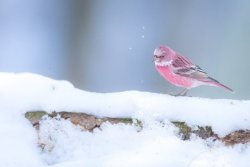 finncessmana:  girlfriendluvr: rosefinch!!!!!  that’s my birb!!!!! 