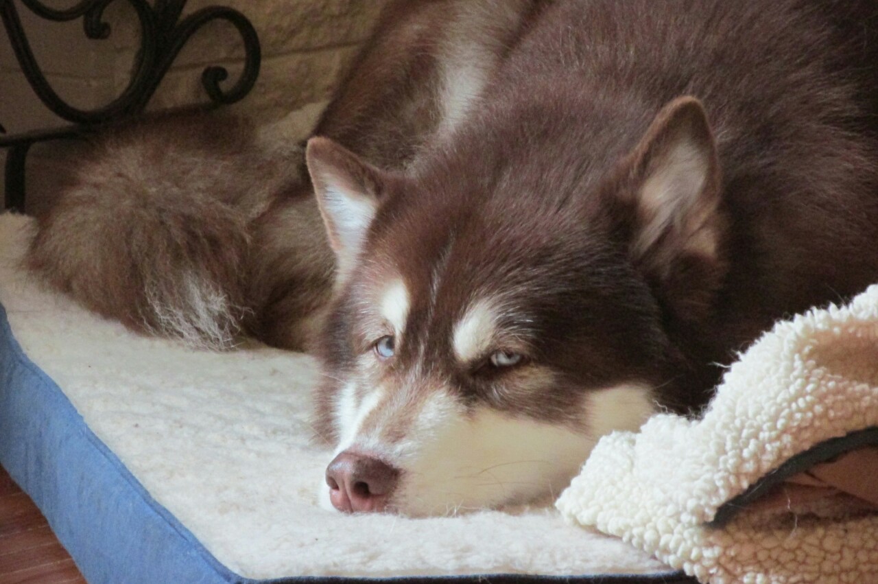 hotdiggitydog-blog:  Oh not the sleep paparazzi again. Must hide my snorfer to get