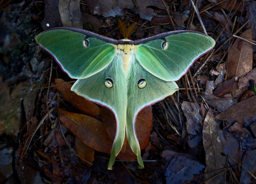 Luna Moth by Kat~Morgan on Flickr.
