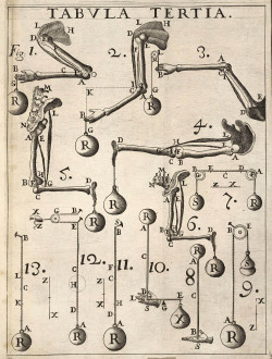 lindahall:  Plates from De motu animalium. Pars prima. 1680, by Giovanni Alfonso Borelli. Borelli applied mechanics to the study of motion in animals.