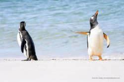 mckitterick:2022 Comedy Wildlife Photography Awards Winners the competition is open to wildlife photography novices, amateurs, and professionals, celebrating the hilarity of our natural world and highlighting what we need to do to protect itfull roster