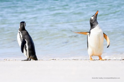 mckitterick:2022 Comedy Wildlife Photography Awards Winners the competition is open