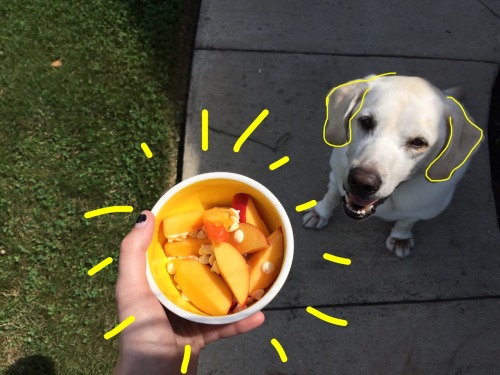 plantea-kid: my dog is a peach 