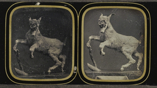 psychopathicneighbor: Taxidermy goat displayed in 1855. 