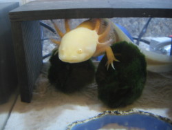 kai-ni:  I came home to this He’s like a dragon sitting on his hoard of moss balls (What is this thing?? - Axolotl.org) 