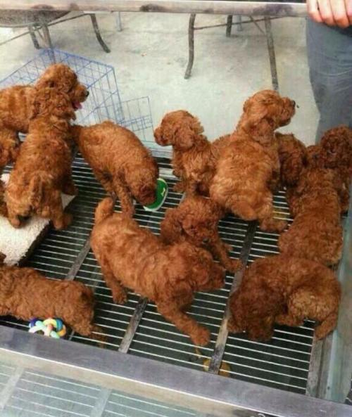 ruinedchildhood:  Not gonna lie I thought this was fried chicken   I feel so stupid right now.. I literally just said “oh hey it’s fried chicken.. No wait wtf it’s fried puppies.. Oh no it’s just puppies..”