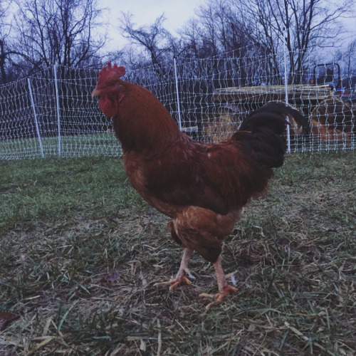 Even on these rainy, stormy, soggy mornings there is plenty of activity on the #farm. The #chickens 