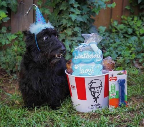 dawwwwfactory:This is Will. He got a bucket of chicken for his birthday. Click here for more adorabl