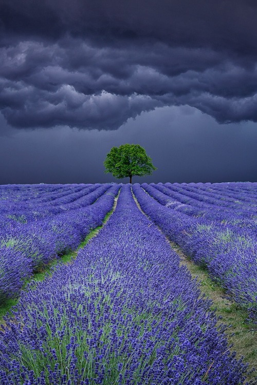 peaceflavor:   Lavender Field Storms by  Antony Zacharias   