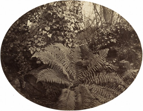 Geoffrey Bevington.  Winter Fronds of the Prickly Fern, c. 1862.  