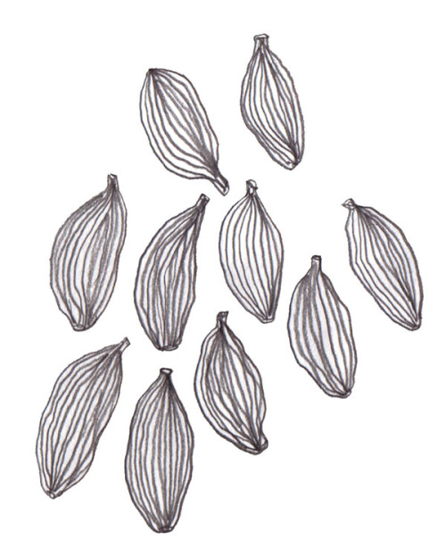 Cardamom pods &amp; a sunflower seed pattern