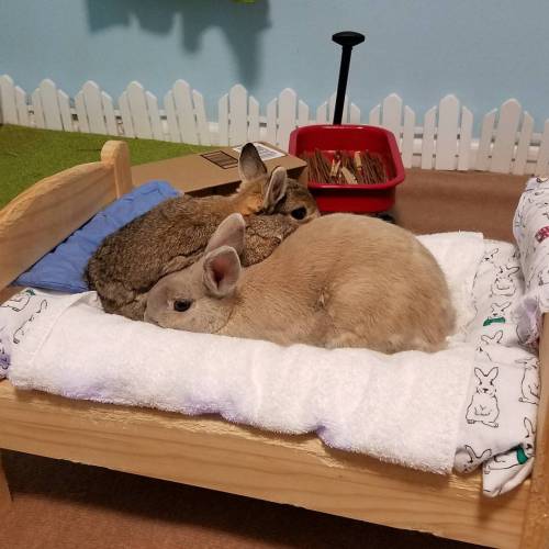 pycbunnies:It’s cold outside. Let’s stay in bed. #bunnies #pycbunnies #cold #bed #snuggl