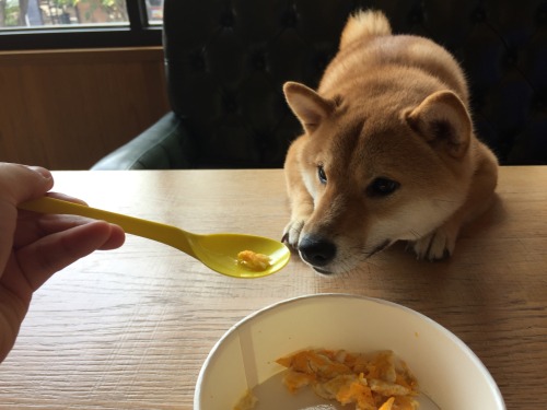 Much nom. Such gourmet.