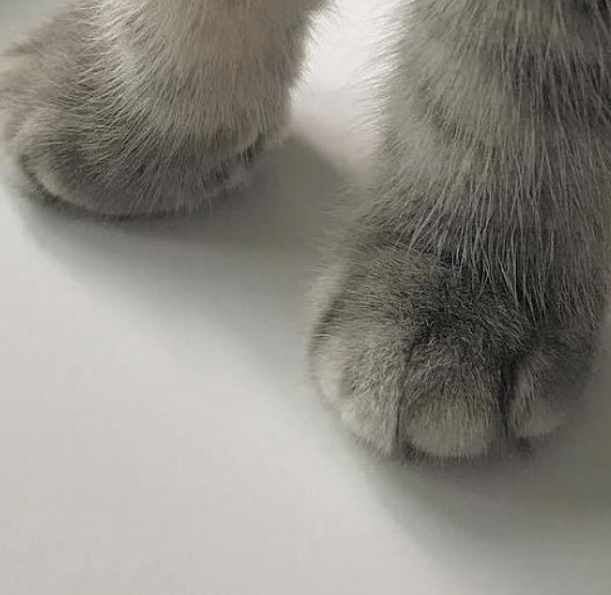 kitty & cat posts / memes