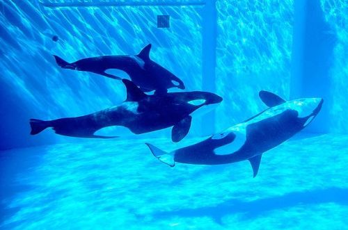 Gender: FemalePod: N/APlace of Capture: Born at Marineland Antibes, FranceDate of Capture: Born on F