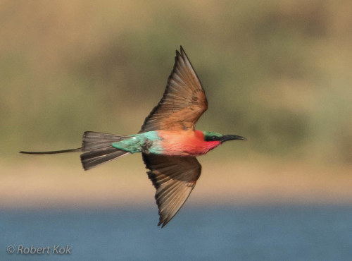 Southern Carmine Bee-eater (Merops nubicoides) © Jambo53 ()