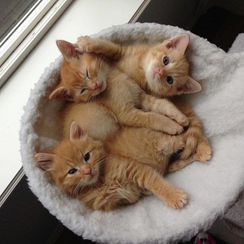 Kitties And Flagged