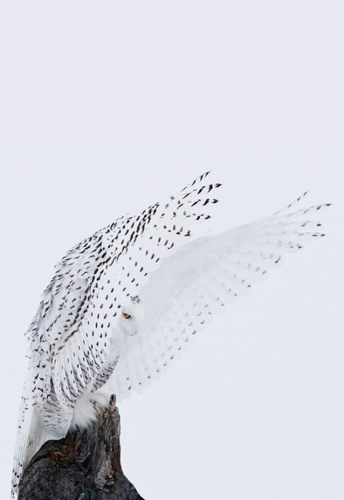 johnnybravo20:  Snowy Owl - Gothic Gargoyle Pose (by Rick Dobson) 