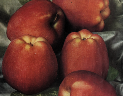 nemfrog:Delicious apples. Stark Bro’s centennial fruit book. 1920. Cover detail.Internet Archive