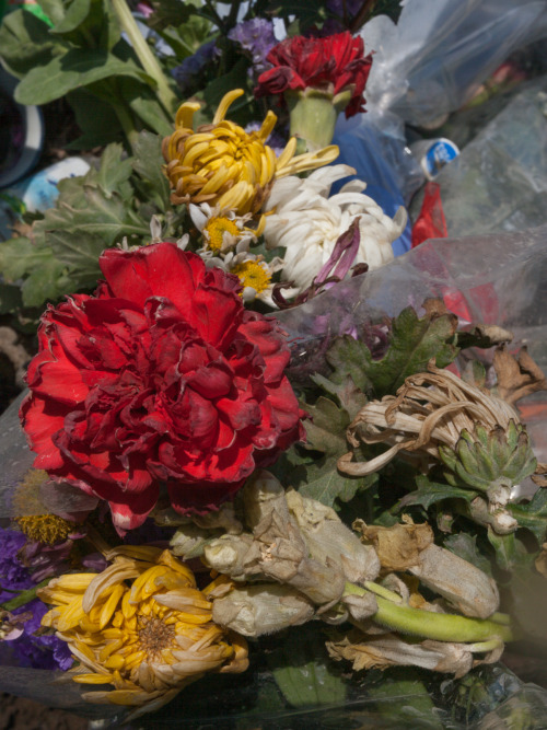 tiramisuce: Ceci maide a voir les fleurs