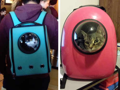 poopcop:  mymodernmet:  Colorful Cat Backpacks Feature Bubble Window for Traveling like an Astronaut  Send your cat to space jail for being an asshole 