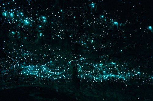 organic-freedom:  rollership:  nubbsgalore posted: The waitomo limestone caves on new zealand’s northern island are home to an endemic species of bioluminescent fungus gnat (arachnocampa luminosa, or glow worm fly) who in their larval stage produce