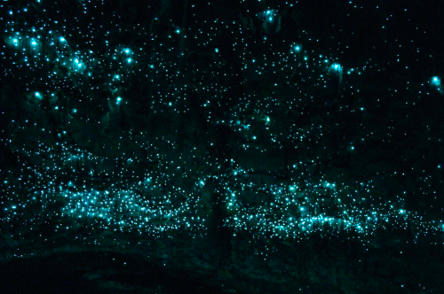 nubbsgalore:the waitomo limestone caves on new zealand’s northern island are home to an endemic species of bioluminescent fungus gnat (arachnocampa luminosa, or glow worm fly) who in their larval stage produce silk threads from which to hang and, using