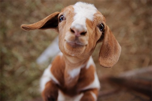 unamusedsloth:Baby goats aka kids are for everyone.