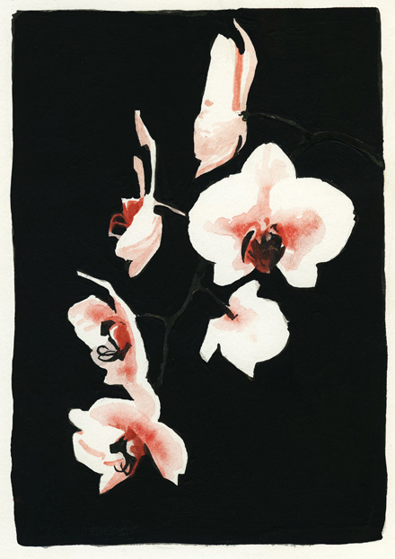 audreybenjaminsen:  My orchid died, but death can be pretty. Audrey Benjaminsen 2013  
