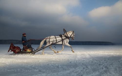 orlovtrotter:Orlov trotter Skobar’ (Hardwareman). Warm-up before work in troika.Coach: Leonid 