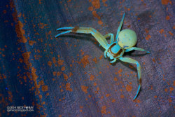 spiders-spiders-spiders:  Crab spider (Thomisidae)