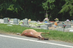 lussekatter: Death is all around