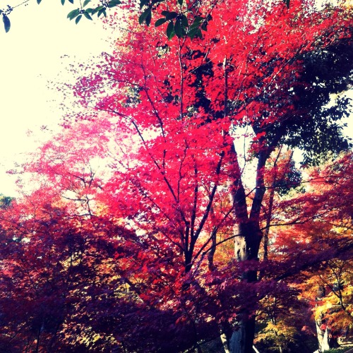 Maple trees in the garden of Kitano Tenmangu Shrine in Kyoto, Japan