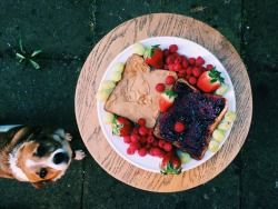 amant-terram:  Breakfast ft. Tracey 🐶 2 pieces if wholemeal toast, one topped with blackberry conserve and the other with coconut peanut butter! And a load of berries and grapes on the side 🍓🍇 // “Health is the greatest gift, contentment the