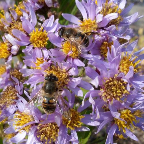 There were over 10 bees on these flowers#busybees #bees #honeybees #pollinators #purple #flowers #