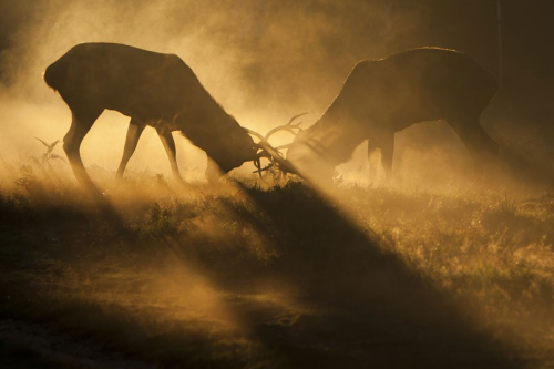 awkwardsituationist:  dan kitwood photographing the autumn rutting season in richmond park. additional photos via the atlantic. dan kitwood was previously featured here 